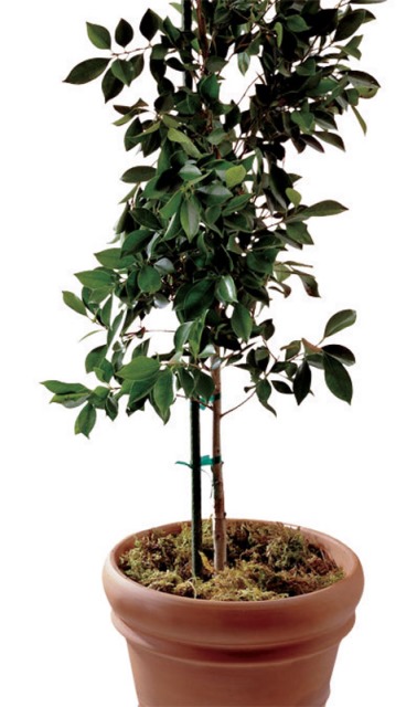 Bond Manufacturing 6 Ft. Heavy Duty Super Steel Stake